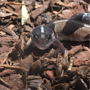 infalliblegames avatar