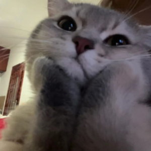 justizzie_ avatar