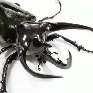 c_chalcosoma1_ avatar