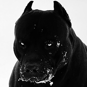 ixecutecabaleu avatar