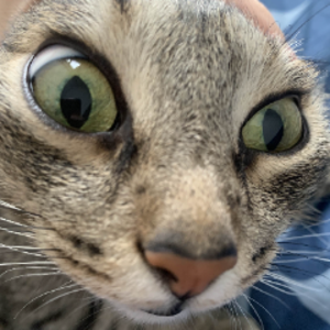 casscloudlive avatar