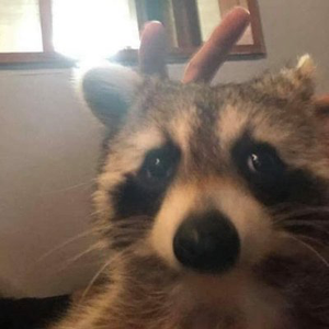 teramcrazy avatar