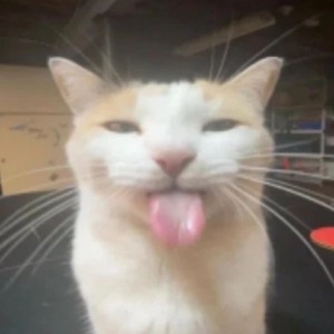 majk1ssek avatar
