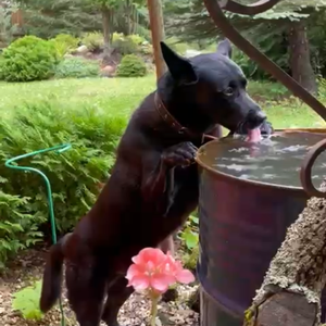 putindaldobro avatar