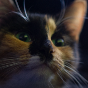 derrikcreates avatar