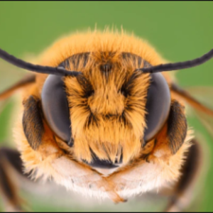 eymbee avatar