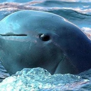erki_ow avatar