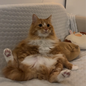 turtlehax__oce avatar