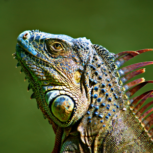 iguanathan avatar