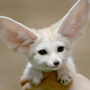 fennec_gw avatar