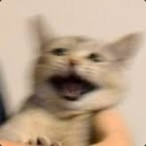 veekotus avatar