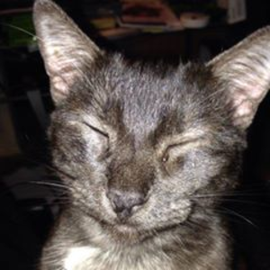 bombaycat avatar