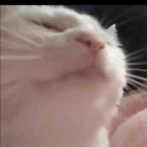 doobie_diplomat avatar