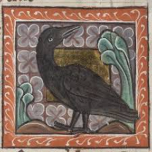 crow_alternative avatar