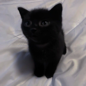 pulse_leviathan avatar