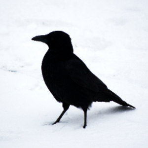 crowsshinywings avatar