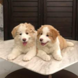 strafingflame avatar