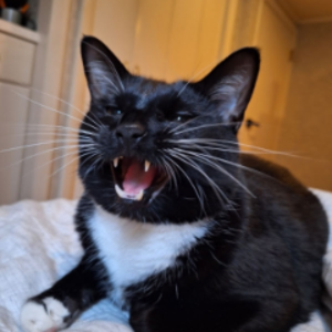 glockinmytoyota avatar