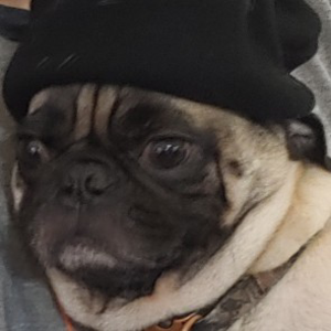 puggo_ow avatar