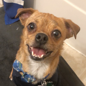 bleedingblue11 avatar