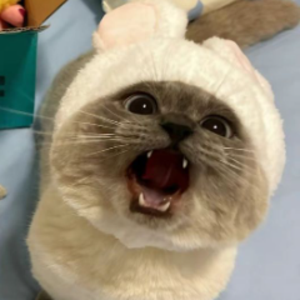 toastyyde_live avatar