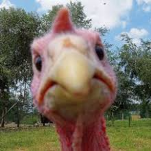 afreakinturkey avatar