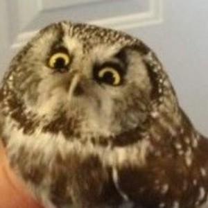 siricecream__ avatar