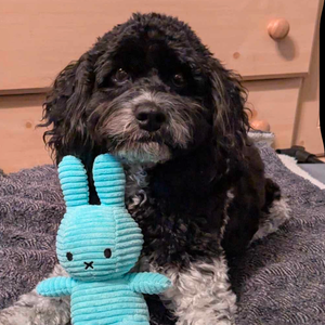 drmisterhomes avatar