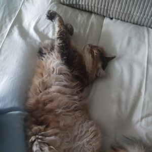 cobblestone05 avatar