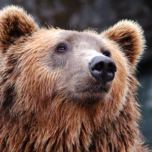 loadsofbears avatar