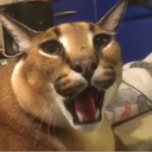 piesaregoodforhealth avatar