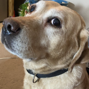 artificenations avatar