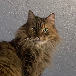 dankmaster333 avatar