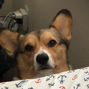 cuhcorgi avatar