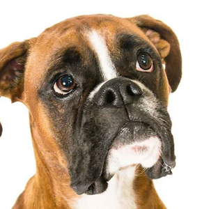 jackphoenixgames avatar