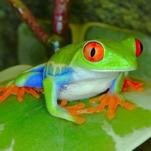 imortalfrog avatar