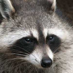 inconsiderateraccoon avatar