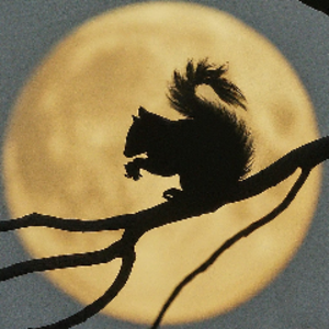 thenocturnalsquirrel avatar