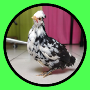oneportuguesefarm avatar
