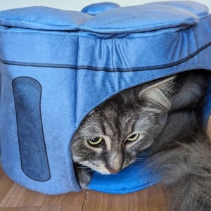 kitsunesqueak avatar