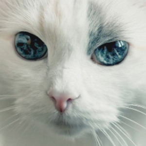 freiheitstream avatar