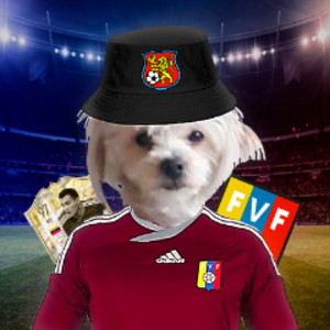javidaasilva avatar