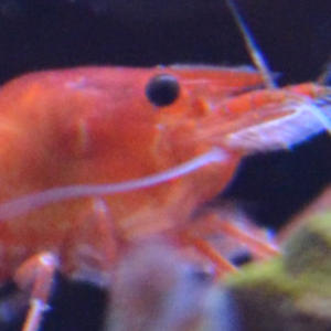 shrimps247 avatar