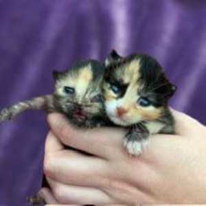 thatkittenlady avatar