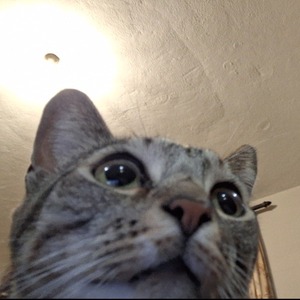 ancient_chaos_ avatar