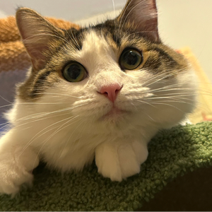 gamergirl6pack avatar