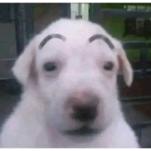 kitemoonlight avatar