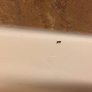 roachinthetub avatar