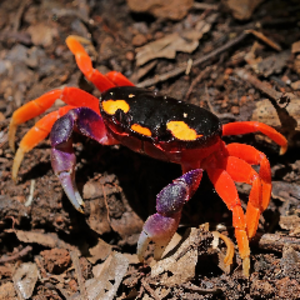 halloweenmooncrab avatar