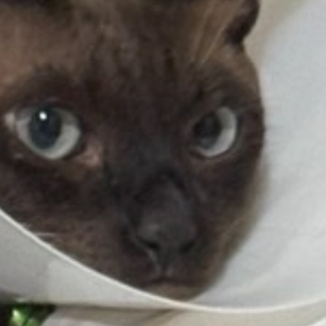 thunderxofficial avatar